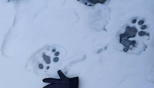 В Сайлюгемском нацпарке встретили крупного снежного барса