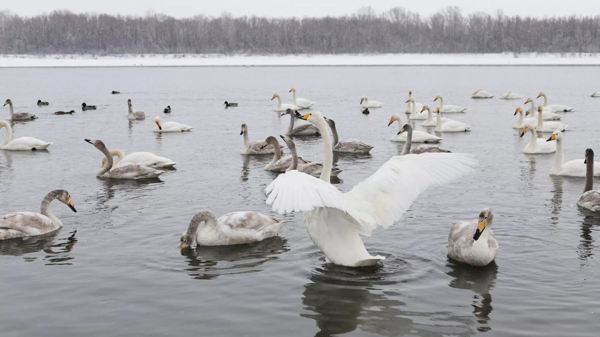 Лебеди в поселке Молодежный