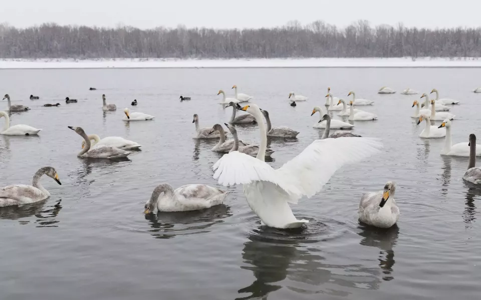Туристы и волонтеры идут на риск, чтобы подобраться к белым лебедям на Алтае. Фото
