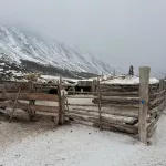 В Республике Алтай снежный барс растерзал лошадь, барана и двух коз