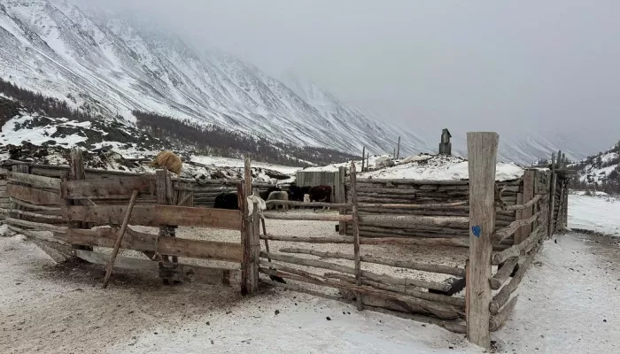 В Республике Алтай снежный барс растерзал лошадь, барана и двух коз