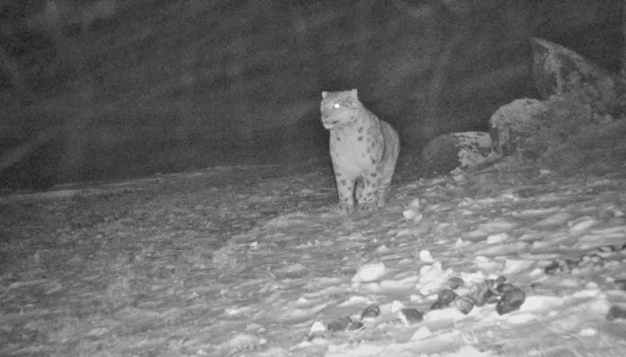 Фотоловушки мгновенно передают ученым Сайлюгемского парка снимки снежных барсов