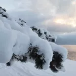 Алтайский заповедник поделился красотами зимних пейзажей. Фото