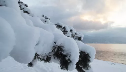 Алтайский заповедник поделился красотами зимних пейзажей. Фото