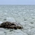 В Алтайском заповеднике запечатлели явление снежура. Фото