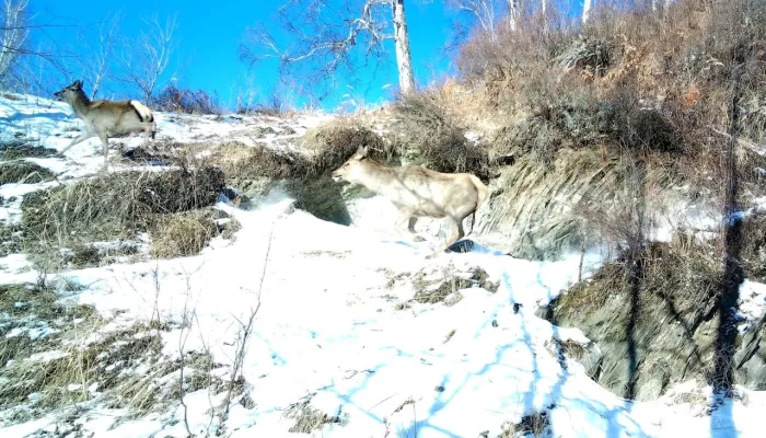 В Алтайском заповеднике засняли погоню стаи волков за маралами. Фото