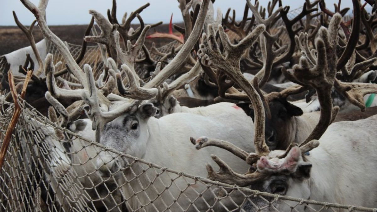 Усилить меры: борьба с браконьерами в Алтайском крае ужесточится 