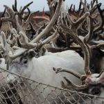Усилить меры: борьба с браконьерами в Алтайском крае ужесточится