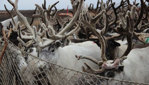 Усилить меры: борьба с браконьерами в Алтайском крае ужесточится