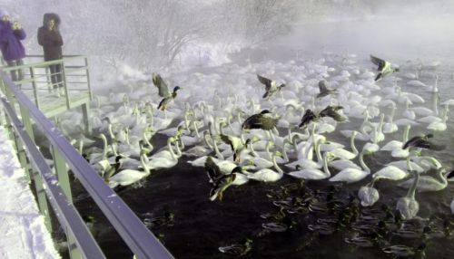 Как переживают холода птицы на незамерзающем озере в Алтайском крае