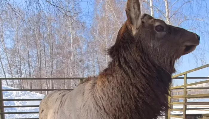 В барнаульском зоопарке марал Красавчик покрасовался перед камерой. Видео