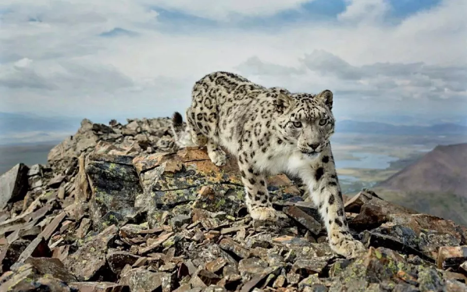 На российско-монгольской границе проведут учет снежного барса