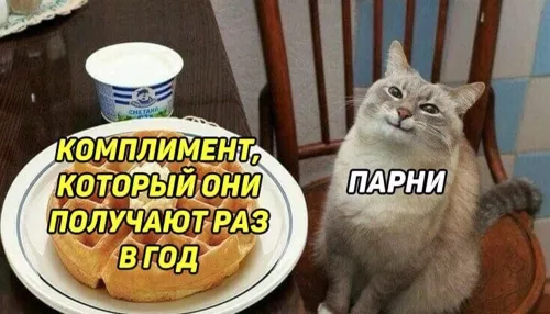 Самые милые и любимые. Подборка кошачьих мемов ко Дню кошек