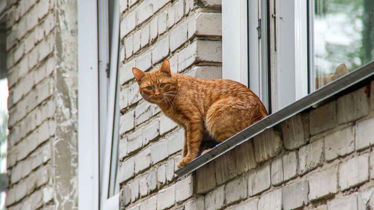 Кошки и коты в Барнауле