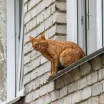 Что с Мурчиком? Что за скандал с мобилизацией кота на Украине