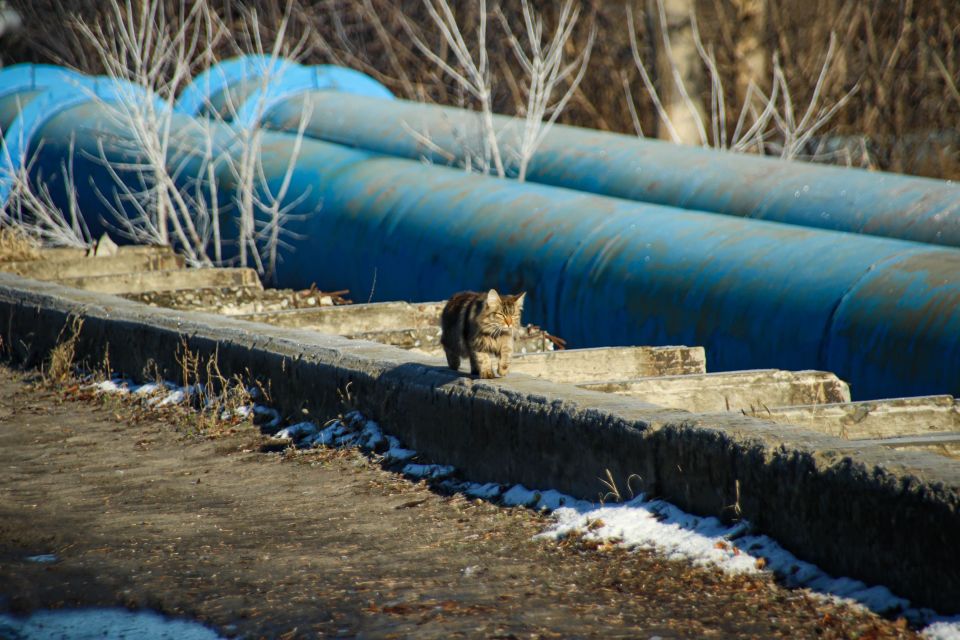 Кошки и коты в Барнауле