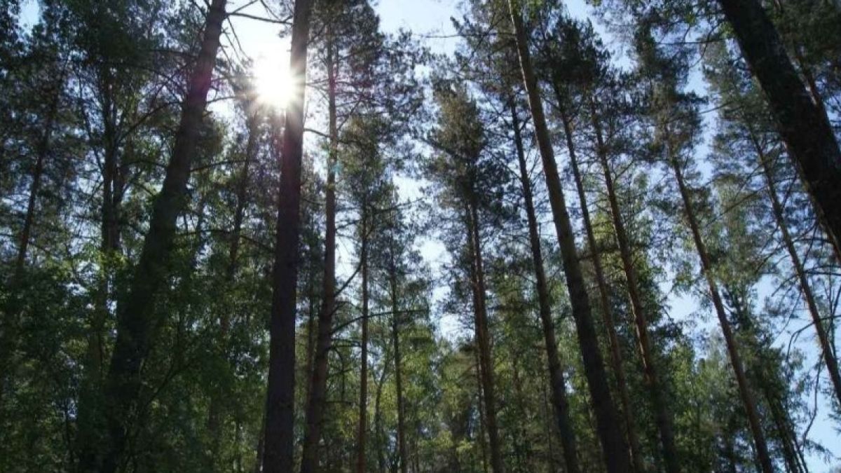 Вырубка лесов в Алтайском крае сократится уже в 2019 году