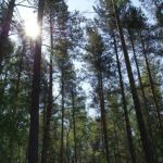 Вырубка лесов в Алтайском крае сократится уже в 2019 году