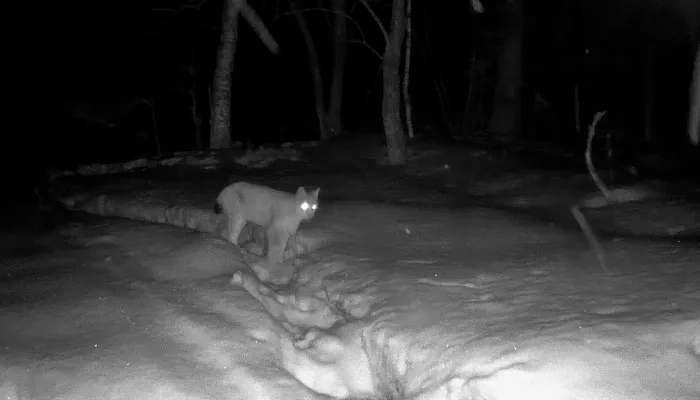 Фотоловушка в Алтайском заповеднике засняла ночной проход рыси