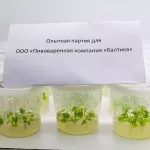 Хмель ударил: как алтайские биотехнологи работают с Балтикой и какие шишки набивают