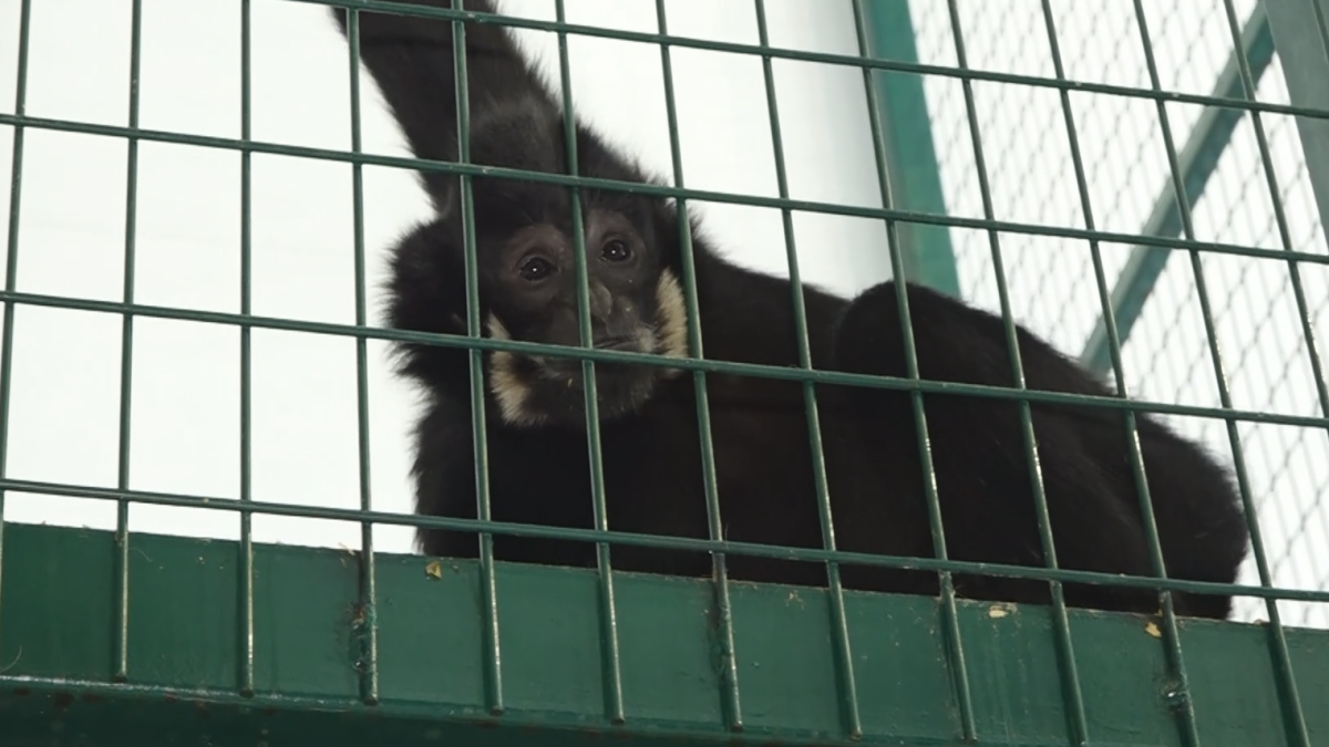 Зоопарк. Новый гиббон 