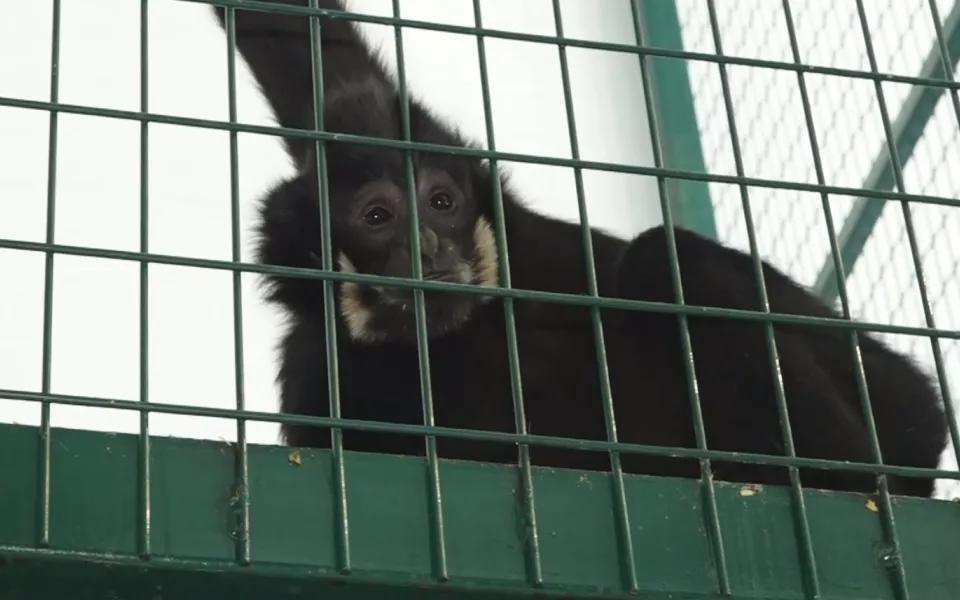 Барнаульские мамы смогут бесплатно посетить Лесную сказку 30 ноября