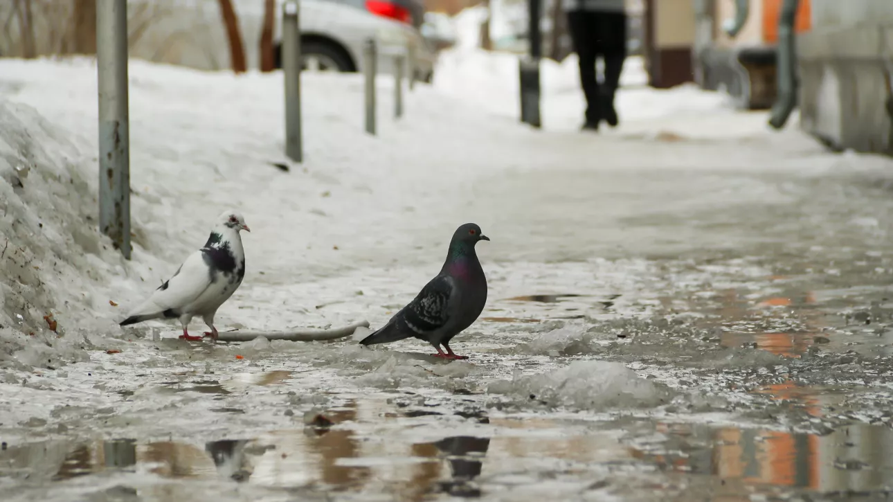 Третья декада марта стартует в Алтайском крае с плюсовых температур