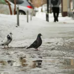 Алтайский край ждет неустойчивая погода с морозами до -15 градусов