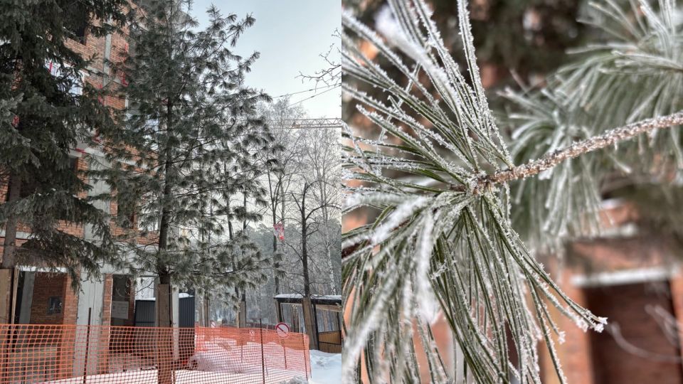 Кедровая сосна возле сити-хауса в полный рост и ее пять хвоинок вблизи