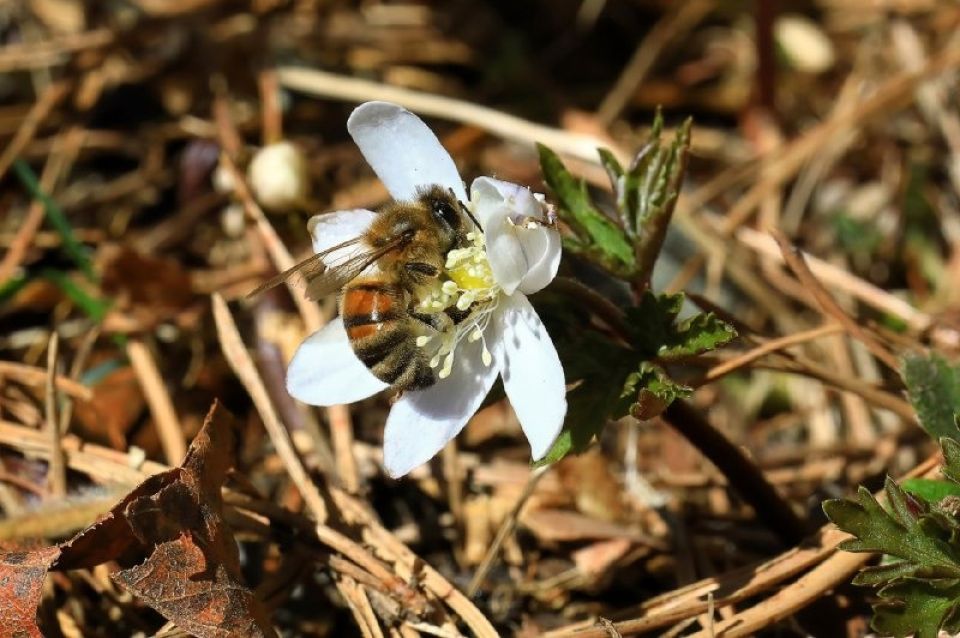 Первоцветы в Алтайском заповеднике