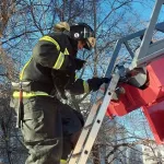Кот Черныш в Белокурихе восемь часов провел на дереве, пока его не сняли спасатели