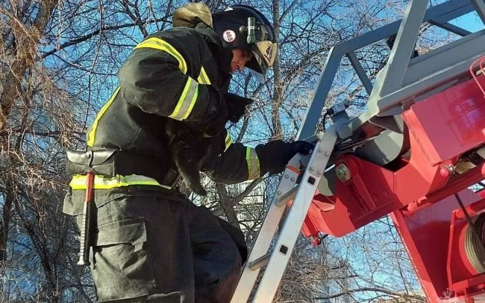 Кот Черныш в Белокурихе восемь часов провел на дереве, пока его не сняли спасатели