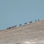 На границе Республики Алтай и Монголии стабилизировалась ситуация с чумой