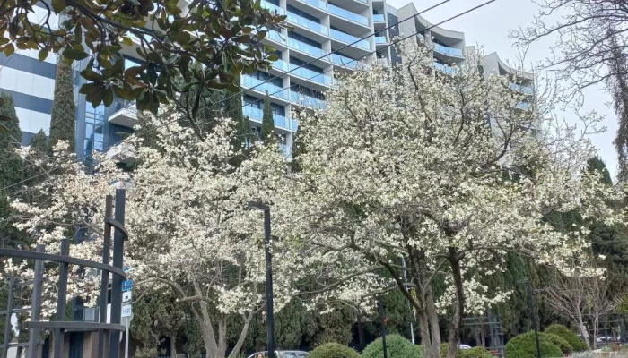 Рекордно дорогую квартиру у моря в Сочи продают за 730 млн рублей