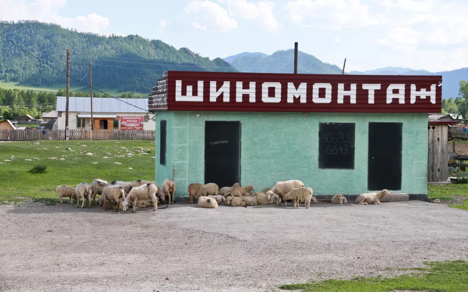 Борьбу с бесконтрольным выпасом скота усиливают в Республике Алтай