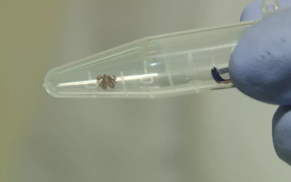 С наступлением тепла в Барнауле повышаются шансы присасывания клеща