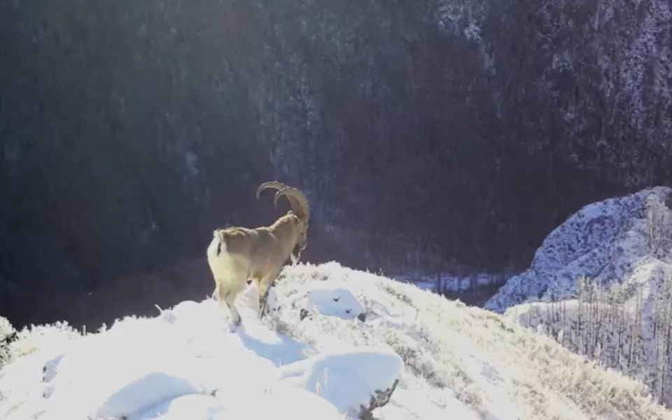 В объектив фотоловушки Сайлюгемского нацпарка попал сибирский горный козел. Видео