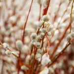 Вербное воскресенье: что это за праздник и когда его отмечают в России