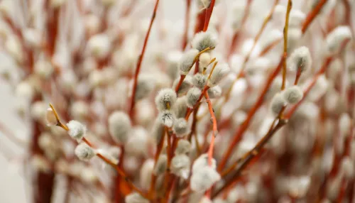 Вербное воскресенье: что это за праздник и когда его отмечают в России