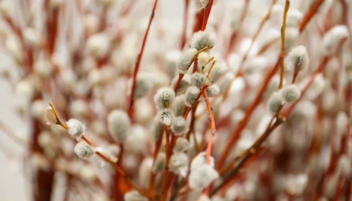 Вербное воскресенье: что это за праздник и когда его отмечают в России