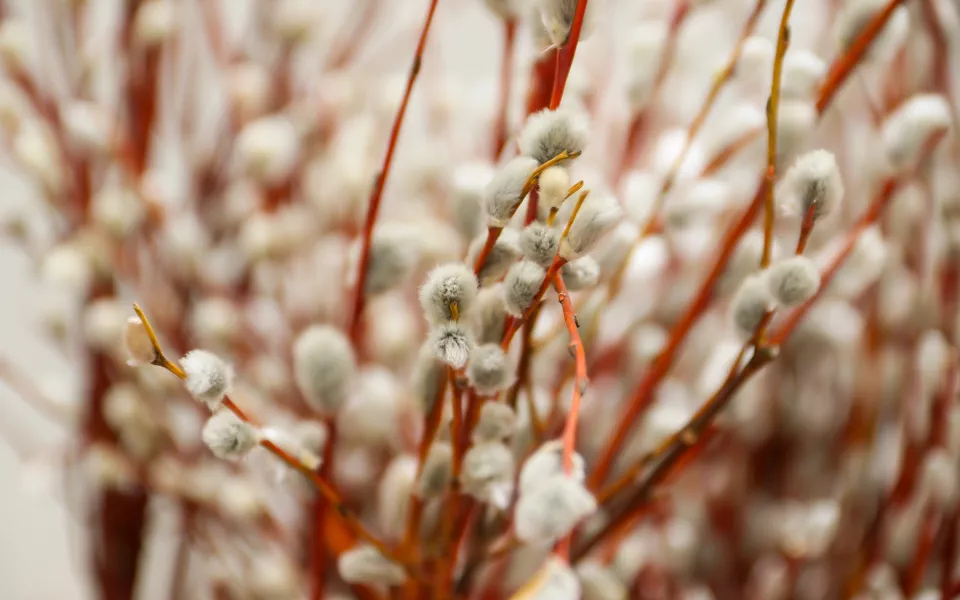 Когда будет Вербное воскресенье в 2026 году и обязательно ли освящать вербу