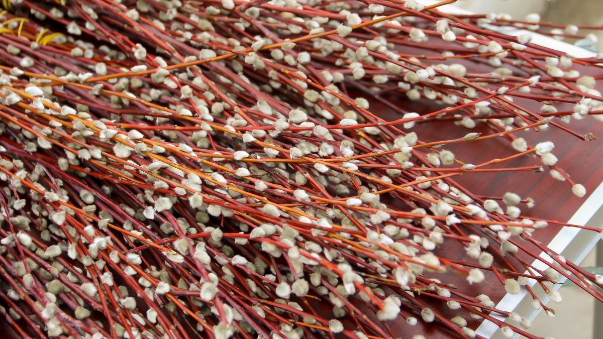 Продажа вербы в Барнауле