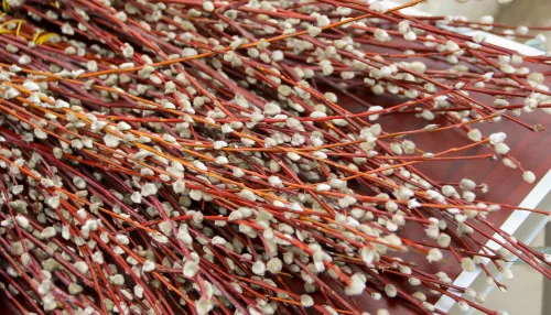 Какого числа будет Вербное воскресенье и надо ли к нему готовиться заранее