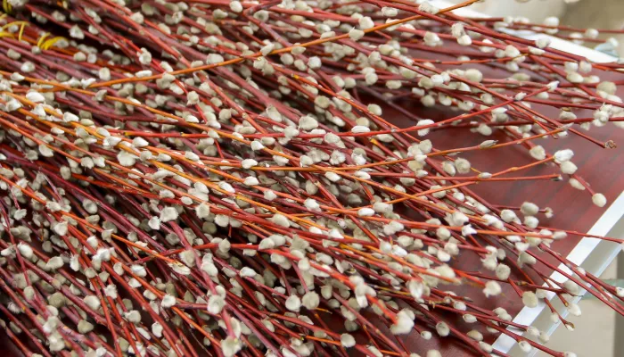 Какого числа будет Вербное воскресенье и надо ли к нему готовиться заранее