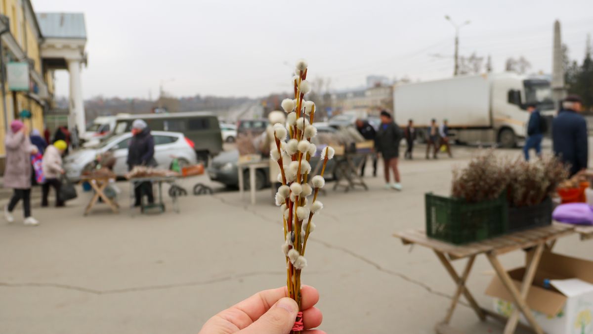 Продажа вербы в Барнауле