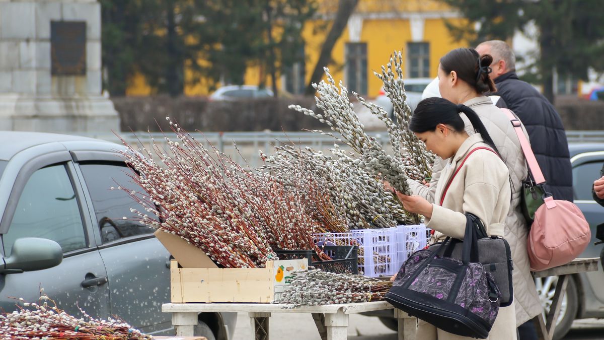 Продажа вербы в Барнауле