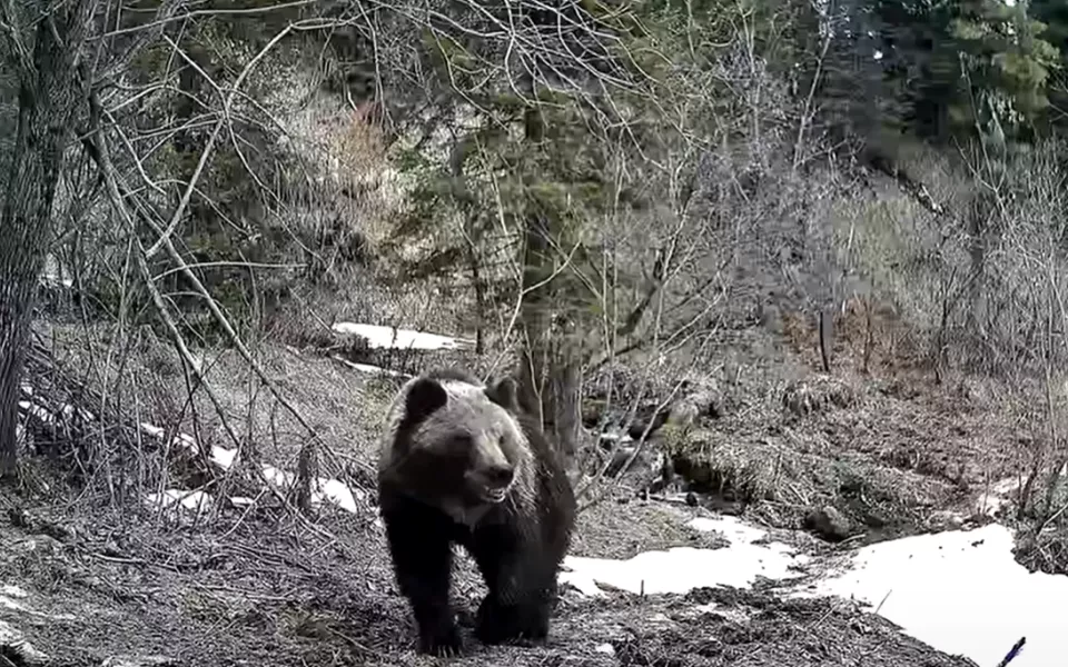 Медведь обнюхал и свернул фотоловушку в Алтайском заповеднике. Видео