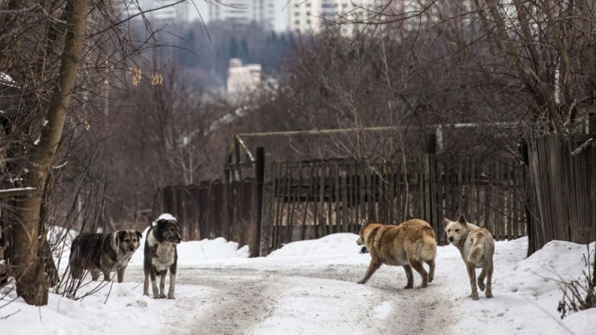 Сорвались с цепи: хозяева, чьи животные гуляют одни, будут наказаны в Барнауле