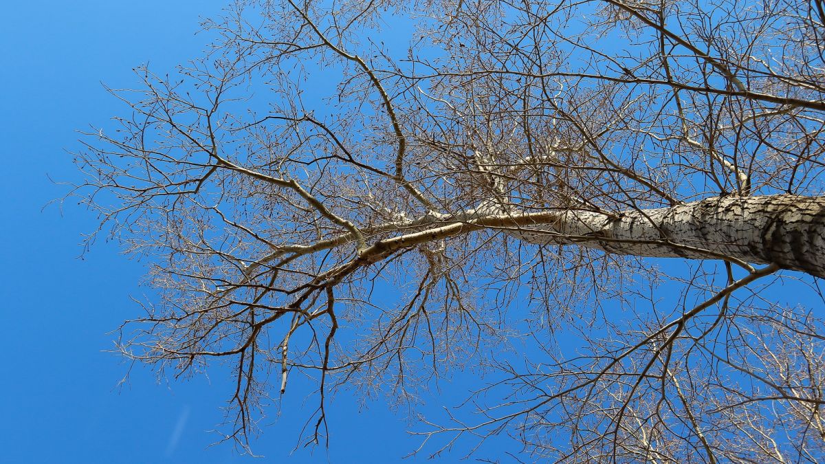 Весна. Апрель.