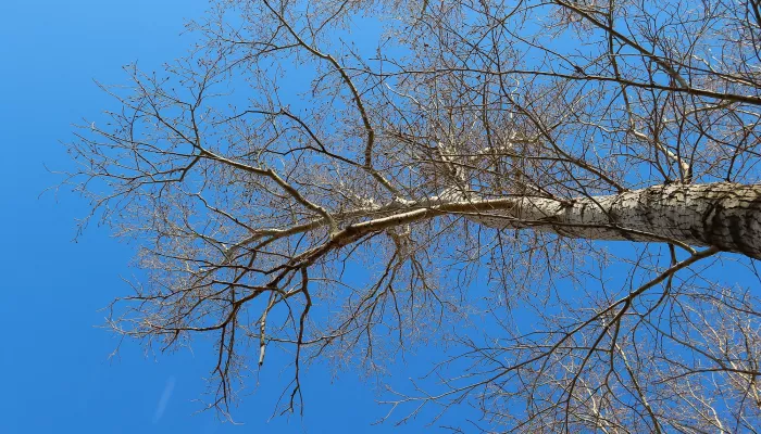 Начало недели в Алтайском крае будет теплым и безоблачным: прогноз